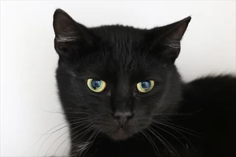 Asaf, svart male young Mixed Breed for adoption at Stockholms Katthem, Stockholms Katthem