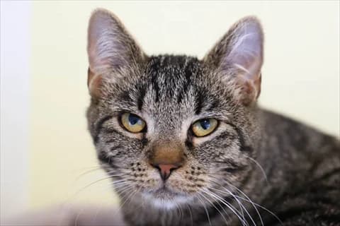 Astri, female young Mixed Breed for adoption at Stockholms Katthem, Stockholms Katthem