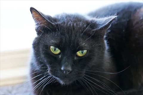 Atilla, male mixed breed for adoption at Stockholms Katthem, Stockholms Katthem