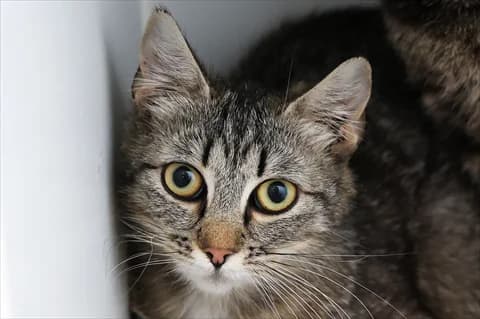 Ayda, female young Mixed Breed for adoption at Stockholms Katthem, Stockholms Katthem