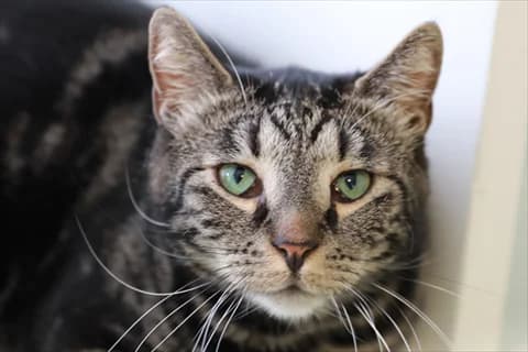 Aziz, male senior Mixed Breed for adoption at Stockholms Katthem, Stockholms Katthem