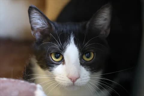 Barthea, female mixed breed for adoption at Stockholms Katthem