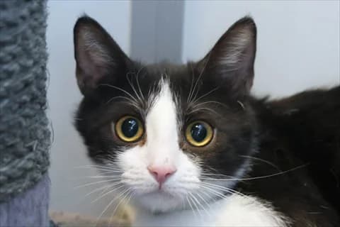 Barthea, female mixed breed for adoption at Stockholms Katthem, Stockholms Katthem photo 2