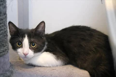 Barthea, female mixed breed for adoption at Stockholms Katthem, Stockholms Katthem photo 3