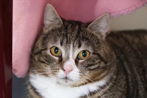 Bober, male mixed breed for adoption at Stockholms Katthem