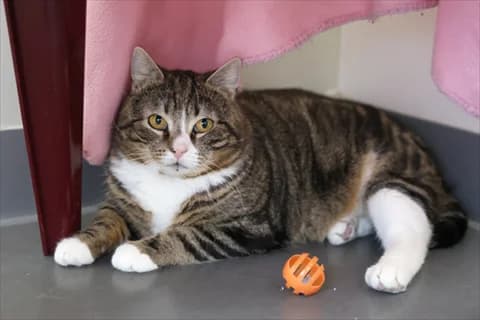 Bober, male mixed breed for adoption at Stockholms Katthem, Stockholms Katthem photo 2