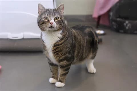 Bober, male mixed breed for adoption at Stockholms Katthem, Stockholms Katthem photo 3