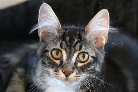 Caio, Mixed Breed (Stockholms Katthem)