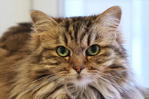 Chanell, female 6yo Mixed Breed for adoption at Stockholms Katthem, Stockholms Katthem