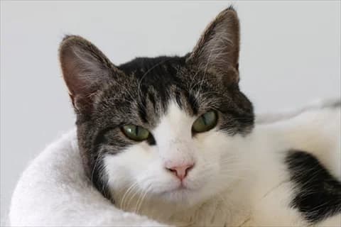 Chari, female mixed breed for adoption at Stockholms Katthem