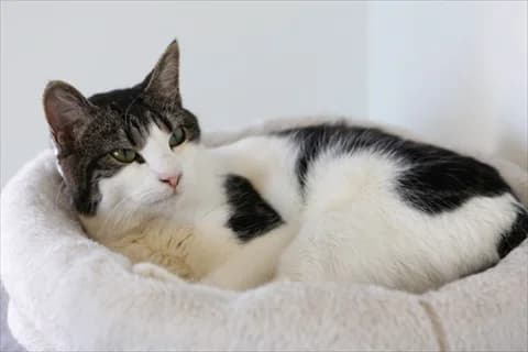 Chari, female mixed breed for adoption at Stockholms Katthem, Stockholms Katthem photo 2