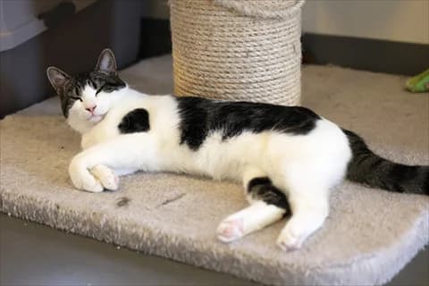 Chari, female mixed breed for adoption at Stockholms Katthem, Stockholms Katthem photo 3