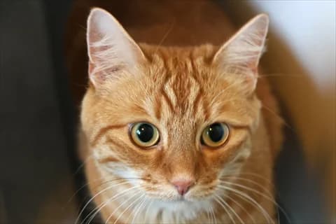 Eddie 2, vit male 4yo Mixed Breed for adoption at Stockholms Katthem, Stockholms Katthem