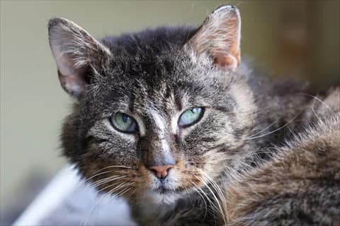 Elbert, vit male senior mixed breed for adoption at Stockholms Katthem, Stockholms Katthem