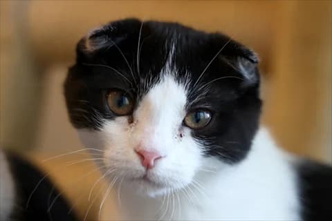Elfriede, svart  Mixed Breed for adoption at Stockholms Katthem, Stockholms Katthem