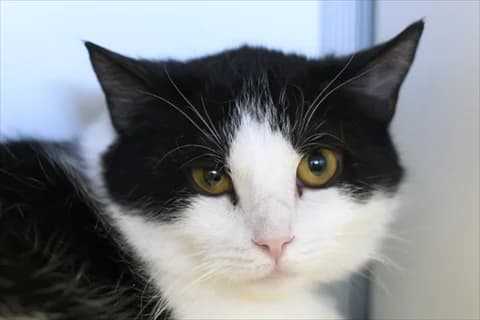 Elodie, female mixed breed for adoption at Stockholms Katthem