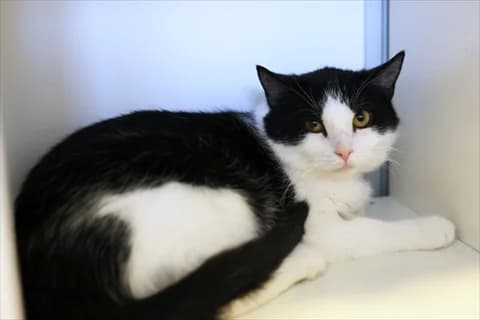 Elodie, female mixed breed for adoption at Stockholms Katthem, Stockholms Katthem photo 2