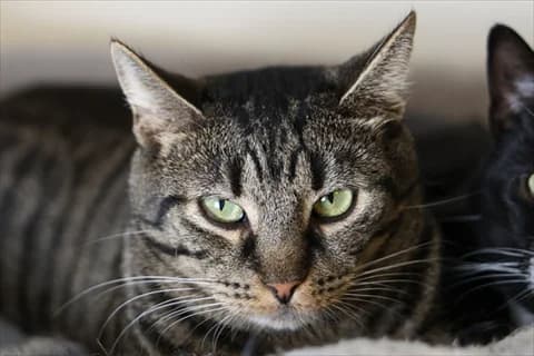 Eriko, male mixed breed for adoption at Stockholms Katthem, Stockholms Katthem