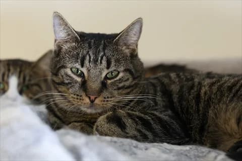 Eriko, male mixed breed for adoption at Stockholms Katthem, Stockholms Katthem — photo 2 of 7