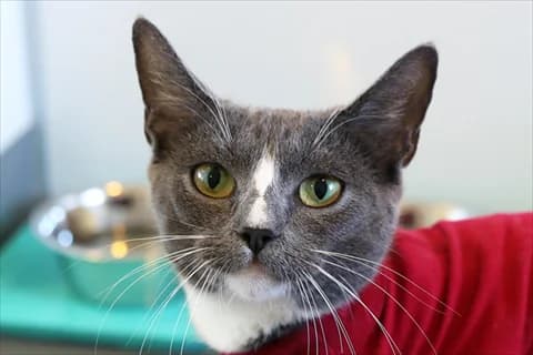 Fauna, vit  Mixed Breed for adoption at Stockholms Katthem, Stockholms Katthem