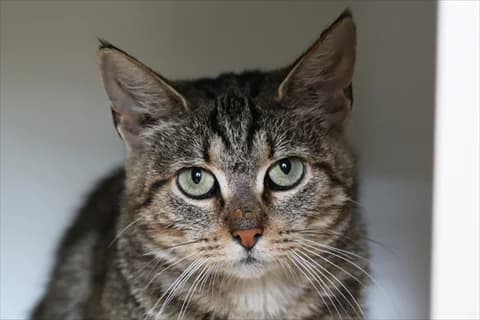 Fidelia, female 5yo Mixed Breed for adoption at Stockholms Katthem, Stockholms Katthem