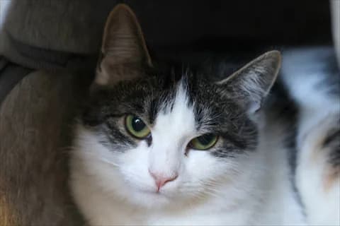 Fimi, female mixed breed for adoption at Stockholms Katthem