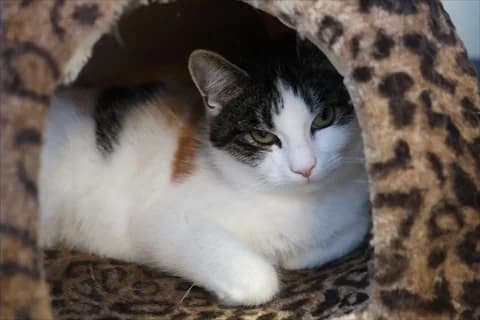 Fimi, female mixed breed for adoption at Stockholms Katthem, Stockholms Katthem photo 2