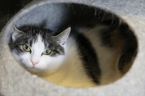 Fimi, female mixed breed for adoption at Stockholms Katthem, Stockholms Katthem photo 3