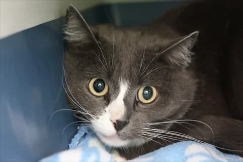 Garnet, vit  Mixed Breed for adoption at Stockholms Katthem, Stockholms Katthem