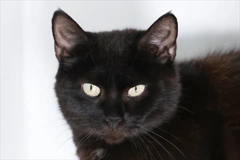 Gisella, svart female 5yo Mixed Breed for adoption at Stockholms Katthem, Stockholms Katthem