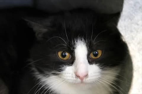 Grewia, female mixed breed for adoption at Stockholms Katthem