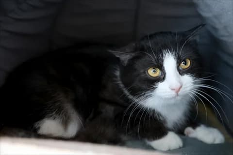 Grewia, female mixed breed for adoption at Stockholms Katthem, Stockholms Katthem photo 2