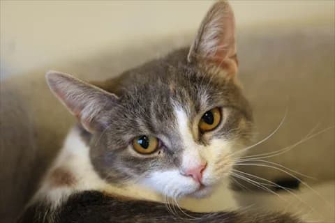 Illizi, female mixed breed for adoption at Stockholms Katthem