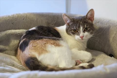 Illizi, female mixed breed for adoption at Stockholms Katthem, Stockholms Katthem photo 2