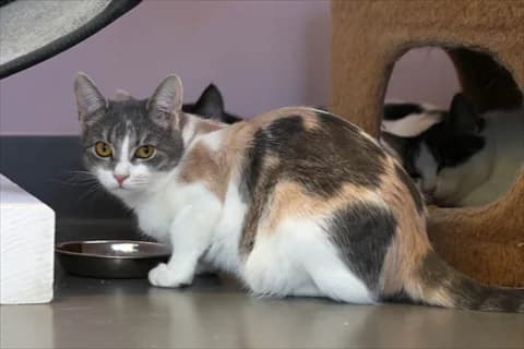 Illizi, female mixed breed for adoption at Stockholms Katthem, Stockholms Katthem photo 3