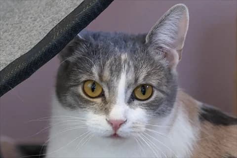 Illizi, female mixed breed for adoption at Stockholms Katthem, Stockholms Katthem photo 4