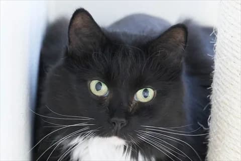 Izar, svart male 6yo mixed breed for adoption at Stockholms Katthem, Stockholms Katthem