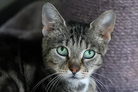 Josia, vit female 5yo Mixed Breed for adoption at Stockholms Katthem, Stockholms Katthem