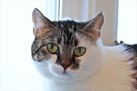Judit, female mixed breed for adoption at Stockholms Katthem, Stockholms Katthem