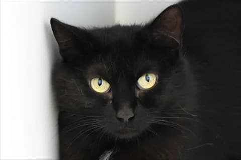 Kara 2, female mixed breed for adoption at Stockholms Katthem, Stockholms Katthem