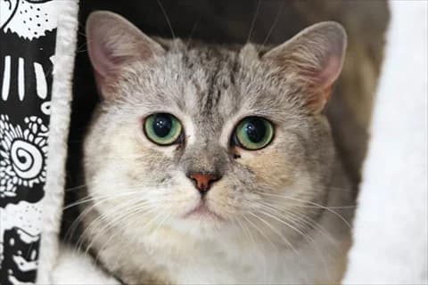 Kenza 2, vit 5yo mixed breed for adoption at Stockholms Katthem, Stockholms Katthem