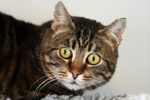 Koni, male mixed breed for adoption at Stockholms Katthem