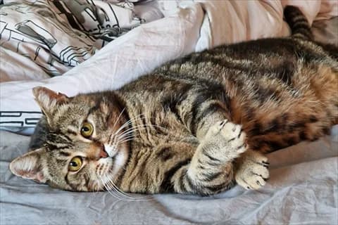 Koni, male mixed breed for adoption at Stockholms Katthem, Stockholms Katthem photo 2