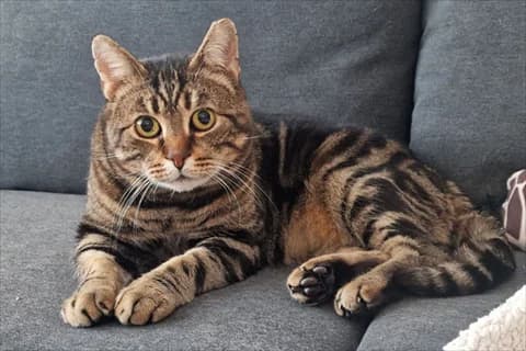 Koni, male mixed breed for adoption at Stockholms Katthem, Stockholms Katthem photo 3