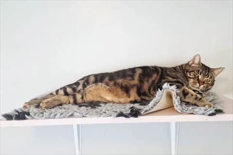 Koni, male mixed breed for adoption at Stockholms Katthem, Stockholms Katthem photo 4