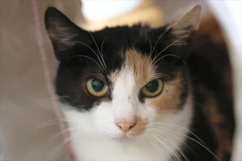 Kotzia, vit female Mixed Breed for adoption at Stockholms Katthem, Stockholms Katthem