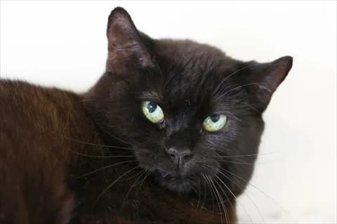 Lavina, svart  Mixed Breed for adoption at Stockholms Katthem, Stockholms Katthem