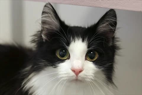 Loke 4, svart female young Mixed Breed for adoption at Stockholms Katthem, Stockholms Katthem