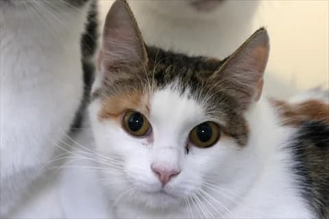 Lotilla, female mixed breed for adoption at Stockholms Katthem