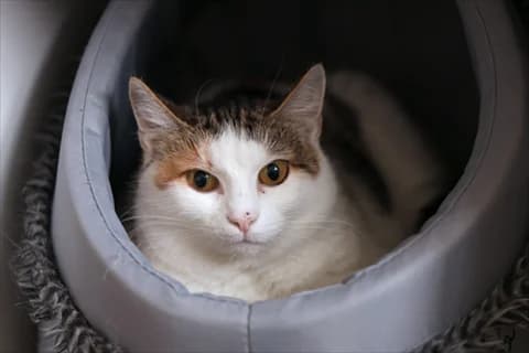 Lotilla, female mixed breed for adoption at Stockholms Katthem, Stockholms Katthem photo 2